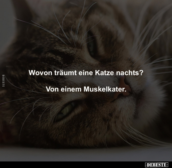 Wovon träumt eine Katze nachts?.. - Lustige Bilder | DEBESTE.de