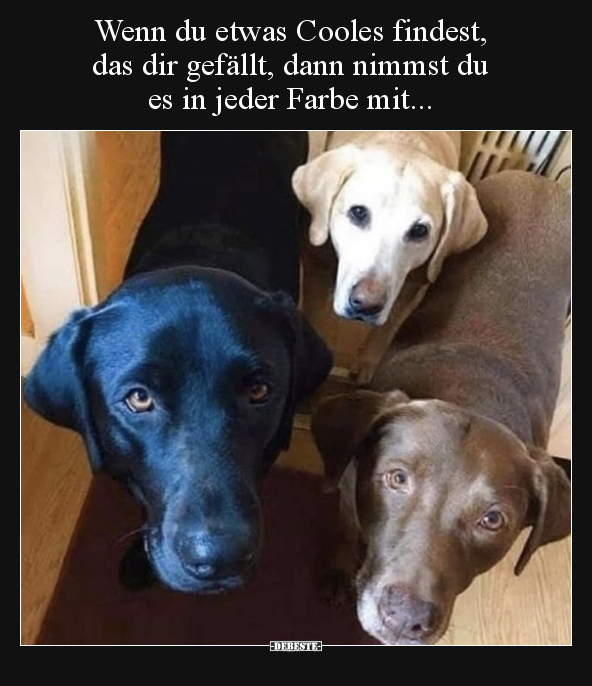 Wenn du etwas Cooles findest, das dir gefällt, dann nimmst.. - Lustige Bilder | DEBESTE.de