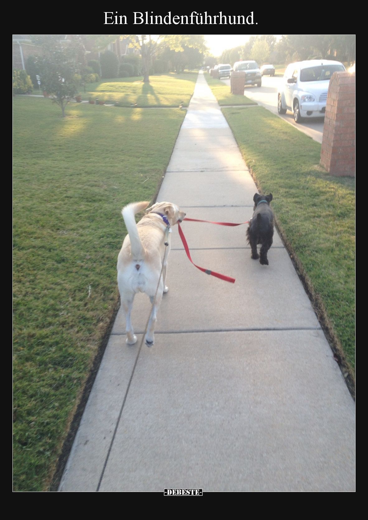 Ein Blindenführhund.