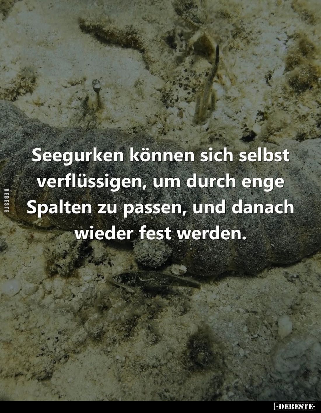Seegurken können sich selbst verflüssigen, um durch enge Spalten zu passen, und danach wieder fest werden.