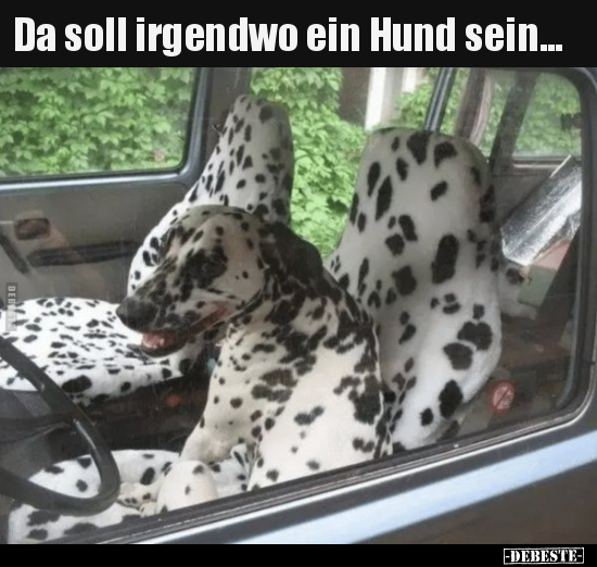 Da soll irgendwo ein Hund sein...