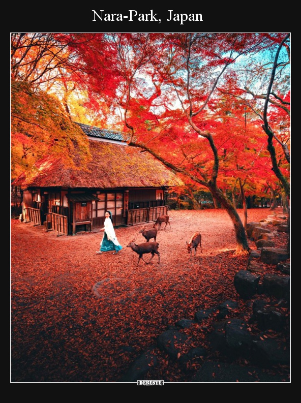 Nara-Park, Japan.. - Lustige Bilder | DEBESTE.de