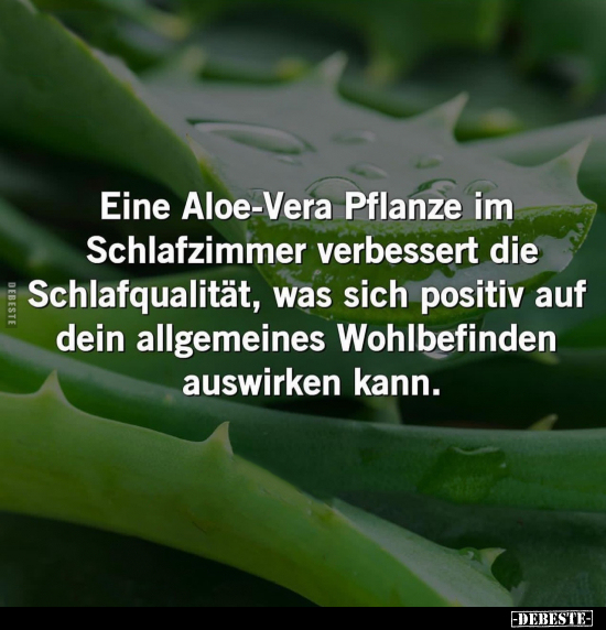 Eine Aloe-Vera Pflanze im Schlafzimmer verbessert die.. - Lustige Bilder | DEBESTE.de