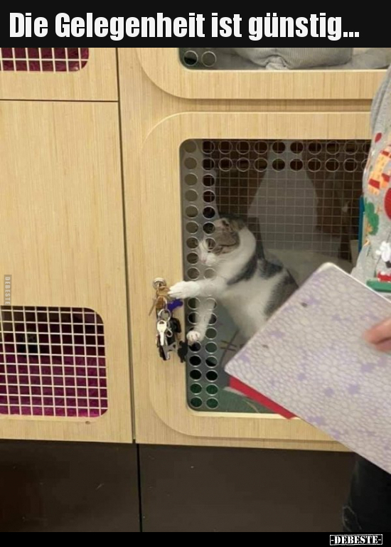 Die Gelegenheit ist günstig...