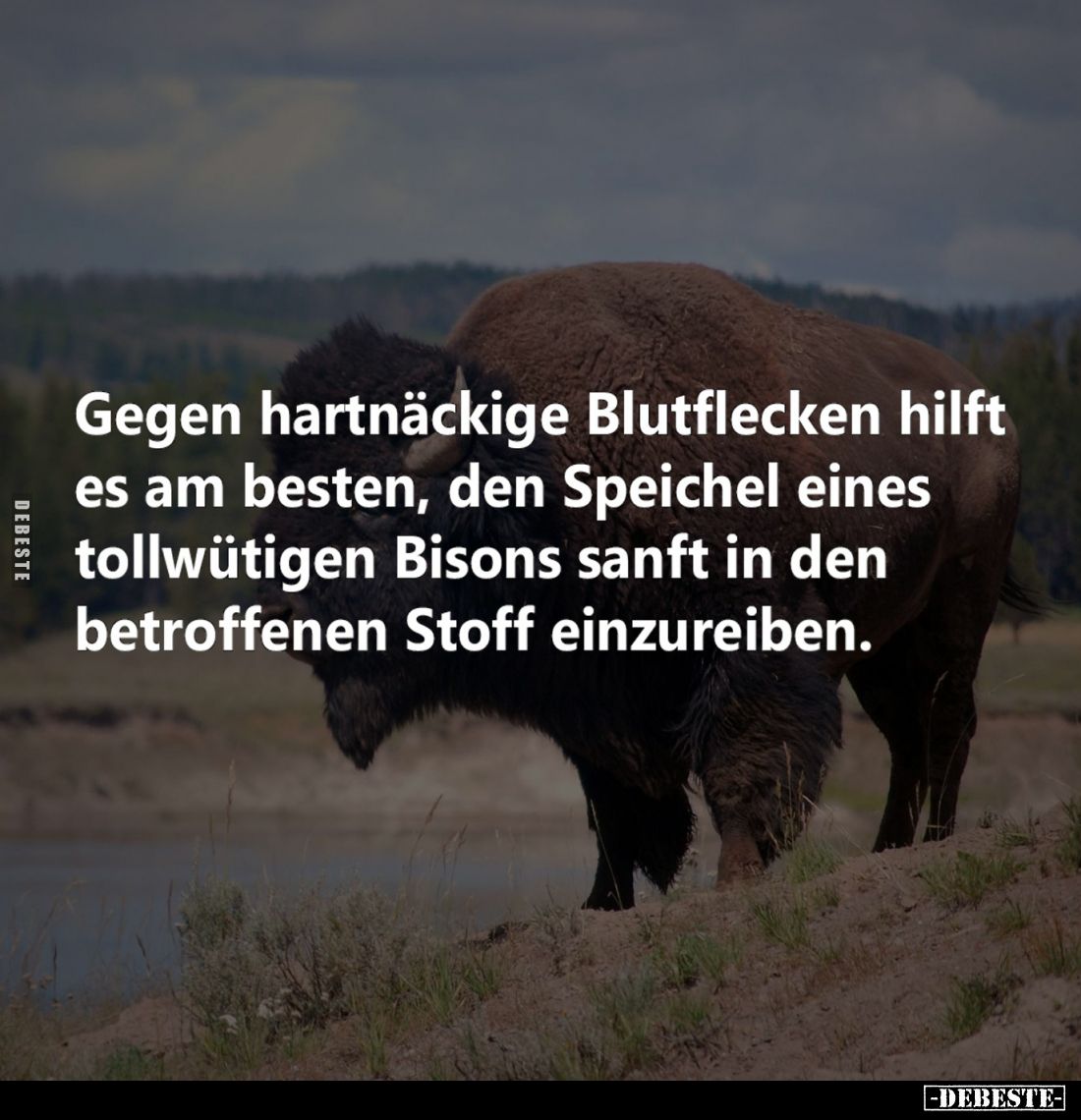 Gegen hartnäckige Blutflecken hilft es am besten, den Speichel eines tollwütigen Bisons sanft in den betroffenen Stoff einzur...