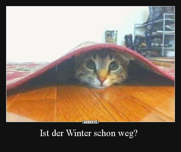 Winter, Katzen