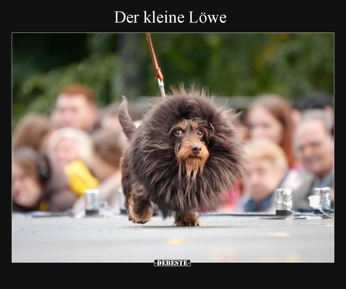 Der kleine Löwe