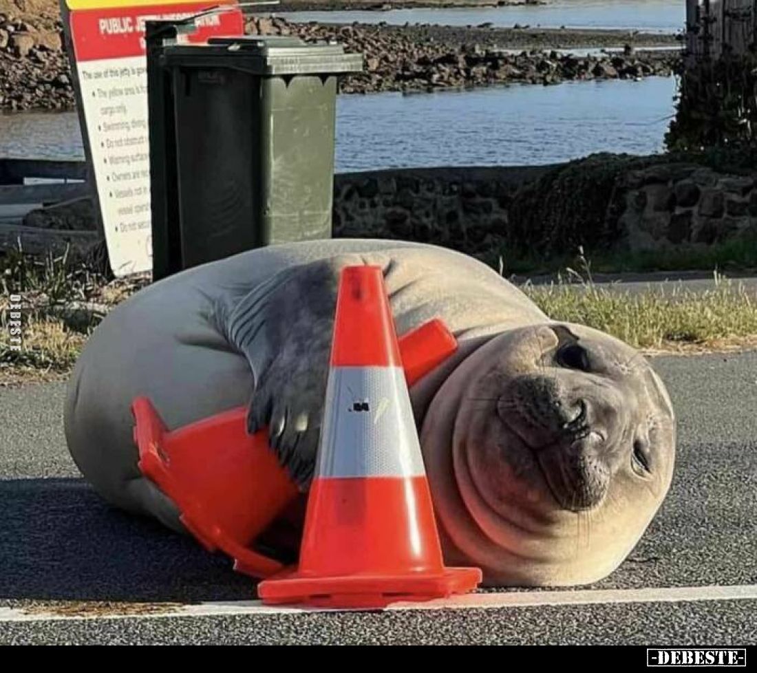  - Lustige Bilder | DEBESTE.de