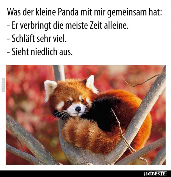 Was der kleine Panda mit mir gemeinsam hat: - Er verbringt.. - Lustige Bilder | DEBESTE.de