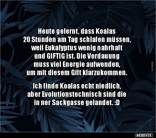 Heute gelernt, dass Koalas 20 Stunden am Tag schlafen.. - Lustige Bilder | DEBESTE.de