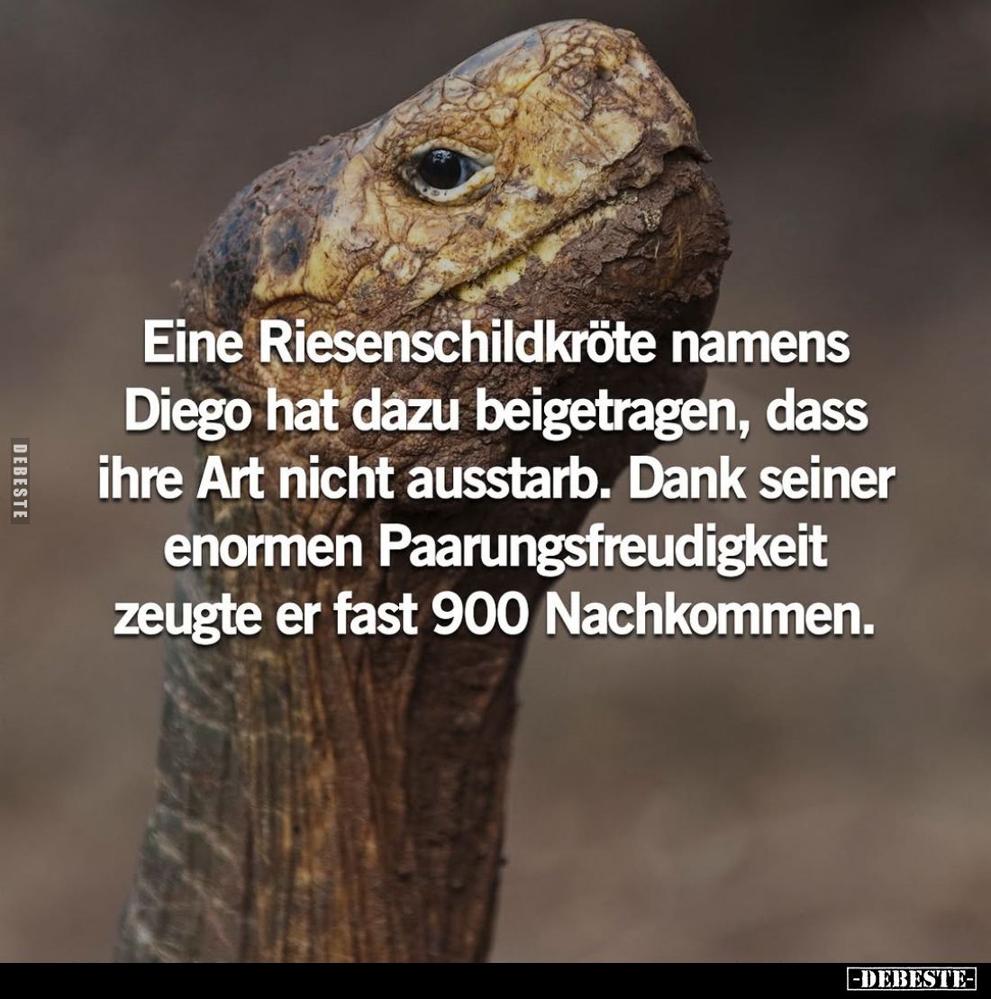 Eine Riesenschildkröte namens Diego hat dazu beigetragen, dass ihre Art nicht ausstarb.
Dank seiner enormen Paarungsfreudigk...
