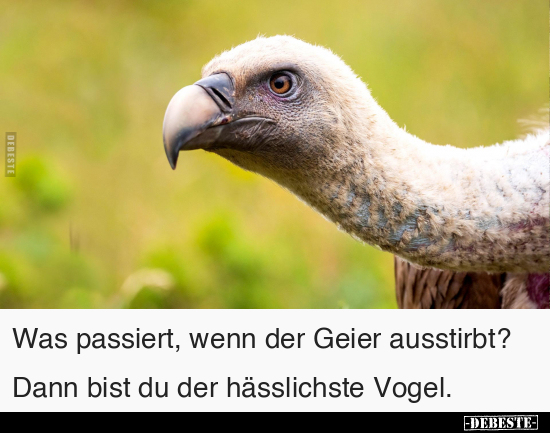 Wenn, Geier, Vogel