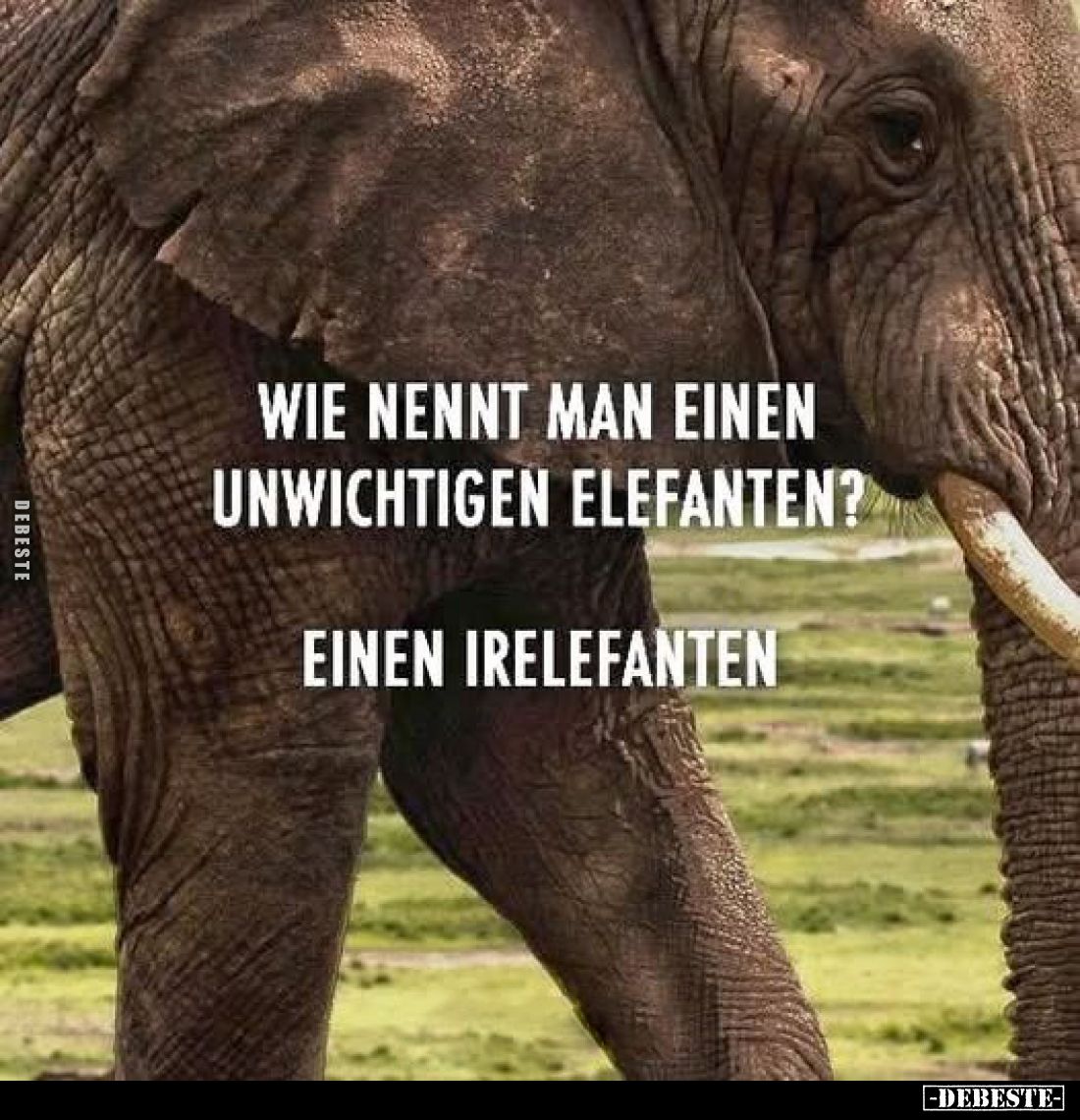 Wie nennt man einen unwichtigen Elefanten?
Einen Irelefanten