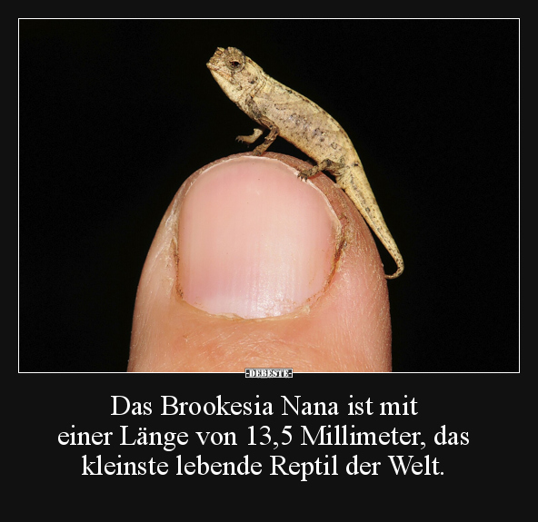 Das Brookesia Nana ist mit einer Länge.. - Lustige Bilder | DEBESTE.de