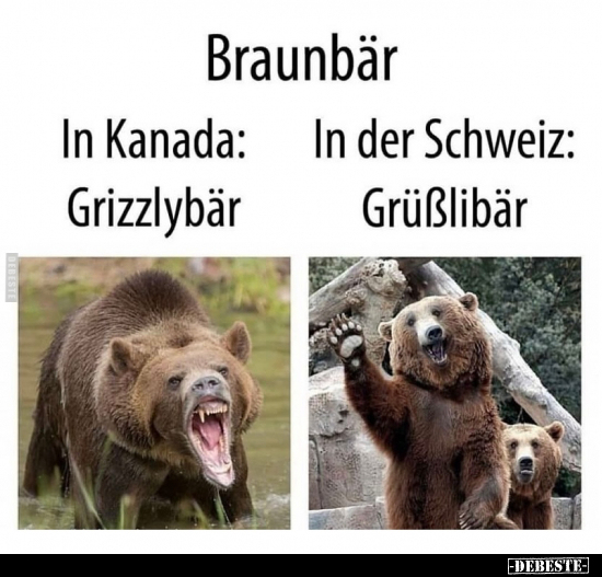 Braunbär, Kanada, Schweiz