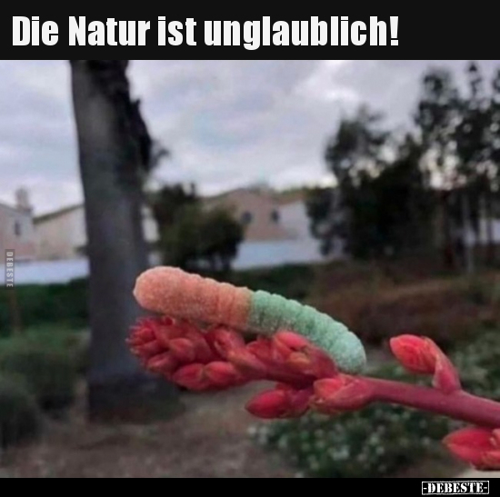 Die Natur ist unglaublich!.. - Lustige Bilder | DEBESTE.de