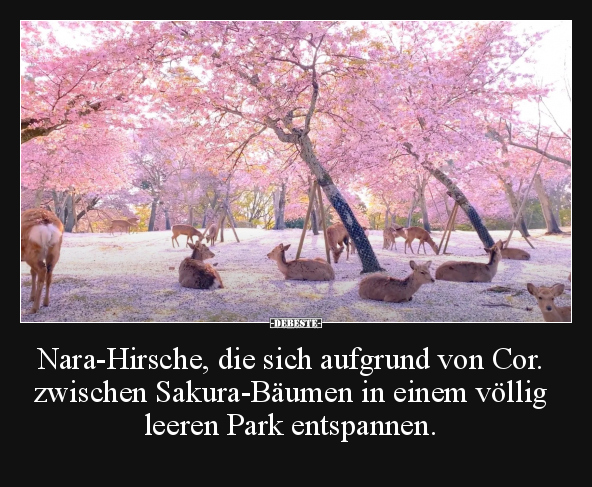 Nara-Hirsche, die sich aufgrund von Cor. zwischen.. - Lustige Bilder | DEBESTE.de