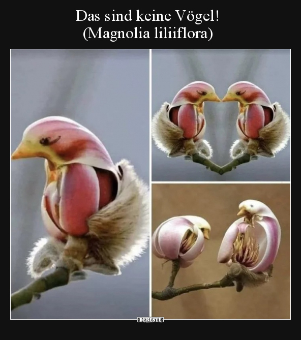 Das sind keine Vögel! (Magnolia liliiflora).. - Lustige Bilder | DEBESTE.de