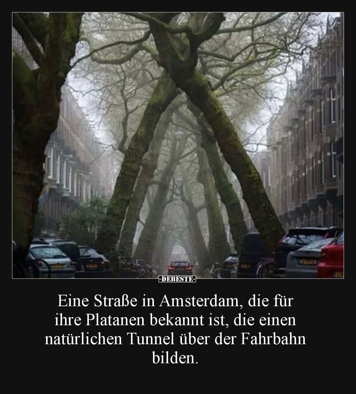 Eine Straße in Amsterdam, die für ihre Platanen bekannt ist, die einen natürlichen Tunnel über der Fahrbahn bilden.