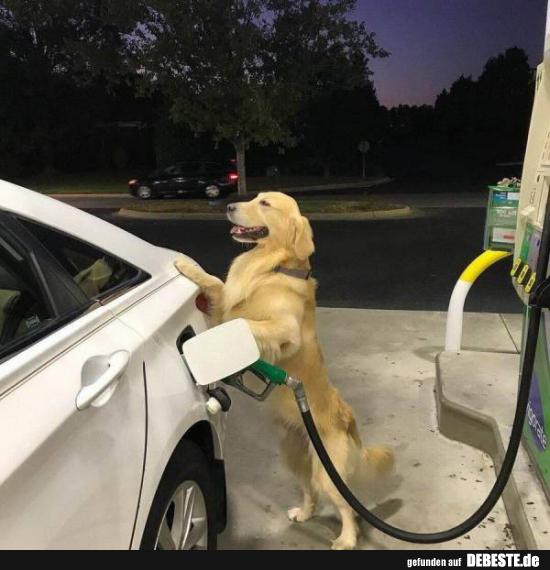  - Lustige Bilder | DEBESTE.de