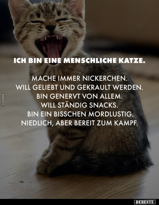 Ich bin eine menschliche Katze.. - Lustige Bilder | DEBESTE.de