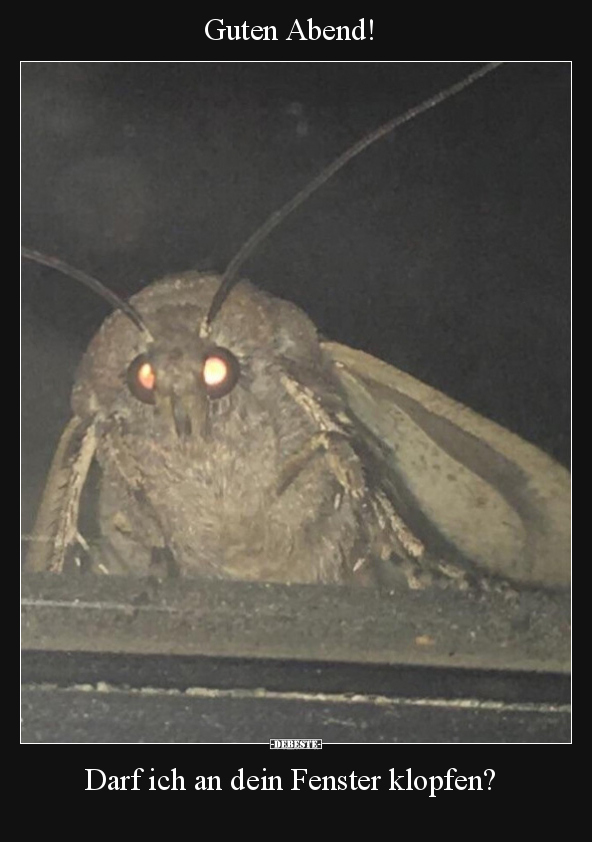 Guten Abend! Darf ich an dein Fenster klopfen?.. - Lustige Bilder | DEBESTE.de