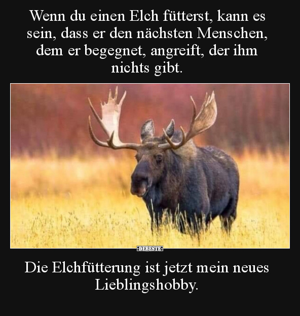 Wenn du einen Elch fütterst, kann es sein, dass er den.. - Lustige Bilder | DEBESTE.de