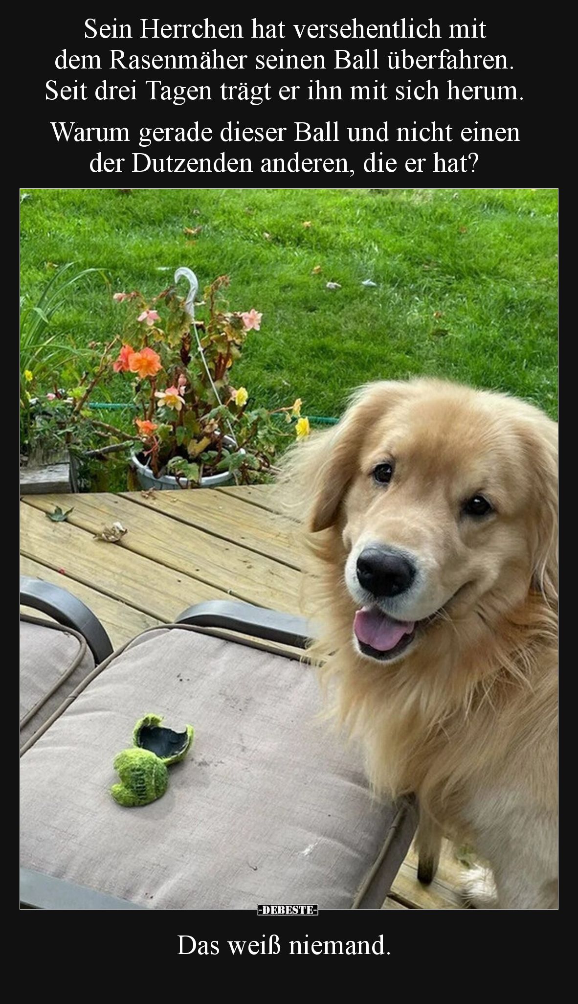 Sein Herrchen hat versehentlich mit dem Rasenmäher seinen Ball überfahren. Seit drei Tagen trägt er ihn mit sich herum. Warum...