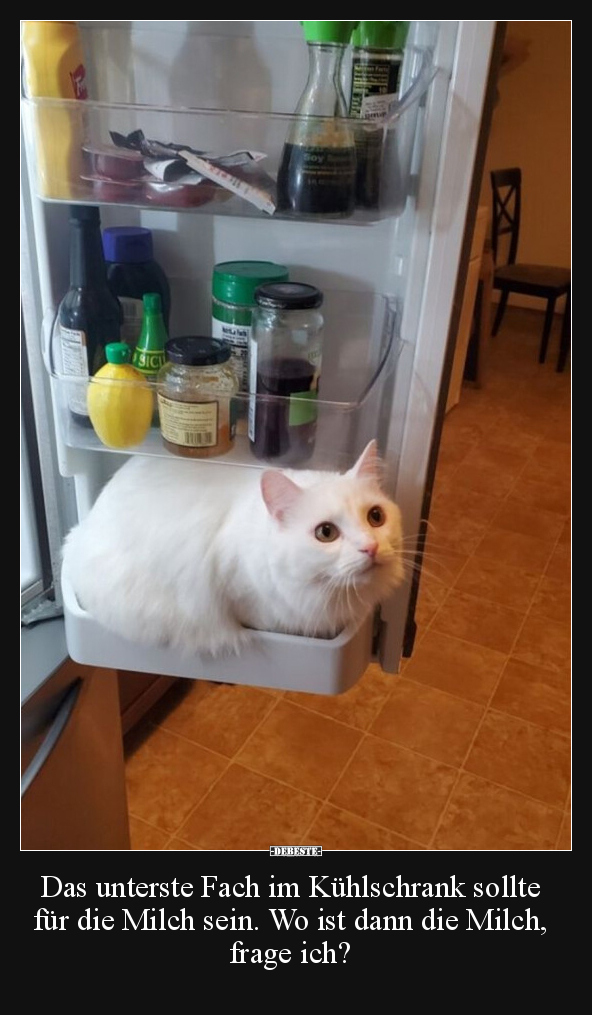 Das unterste Fach im Kühlschrank sollte für die Milch.. - Lustige Bilder | DEBESTE.de