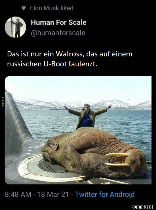 Das ist nur ein Walross, das auf einem russischen U-Boot.. - Lustige Bilder | DEBESTE.de