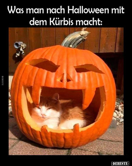 Was man nach Halloween mit dem Kürbis macht.. - Lustige Bilder | DEBESTE.de