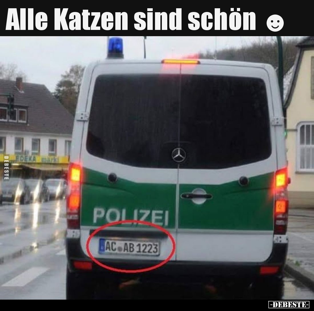Alle Katzen sind schön ☻