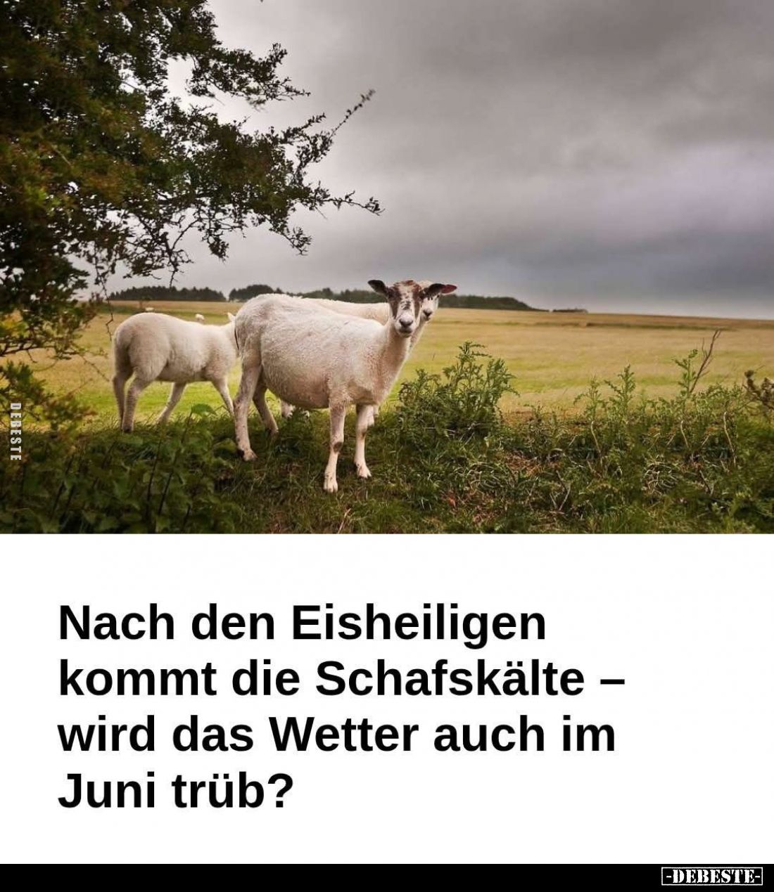Nach den Eisheiligen kommt die Schafskälte wird das Wetter auch im Juni trüb?