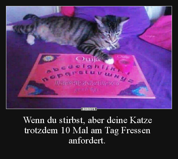 Wenn du stirbst, aber deine Katze trotzdem 10 Mal am Tag.. - Lustige Bilder | DEBESTE.de