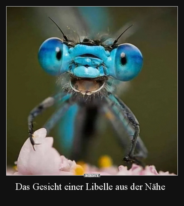 Das Gesicht einer Libelle aus der Nähe.. - Lustige Bilder | DEBESTE.de