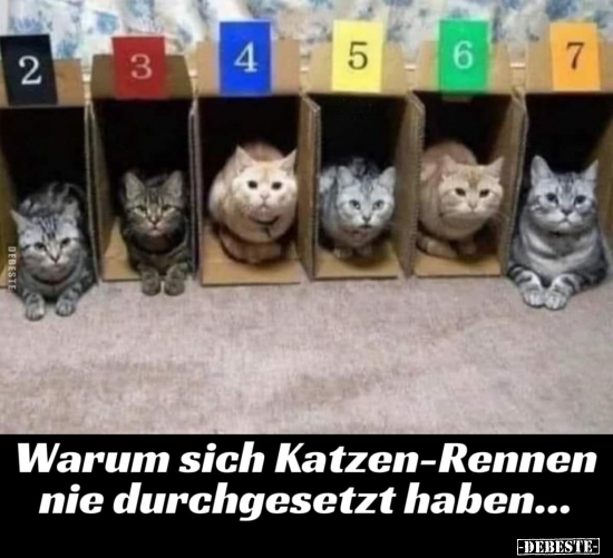 Warum sich Katzen-Rennen nie durchgesetzt haben... - Lustige Bilder | DEBESTE.de