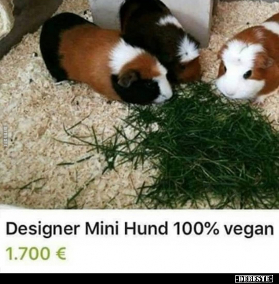 Designer Mini Hund 100% vegan 1.700 €.. - Lustige Bilder | DEBESTE.de