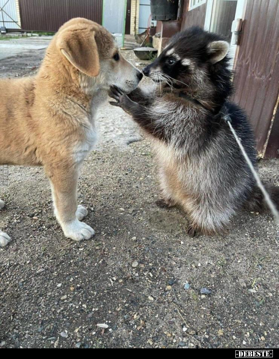  - Lustige Bilder | DEBESTE.de