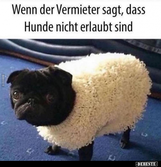 Wenn der Vermieter sagt, dass Hunde nicht erlaubt sind.. - Lustige Bilder | DEBESTE.de