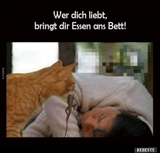 Katzen, Bett, Essen