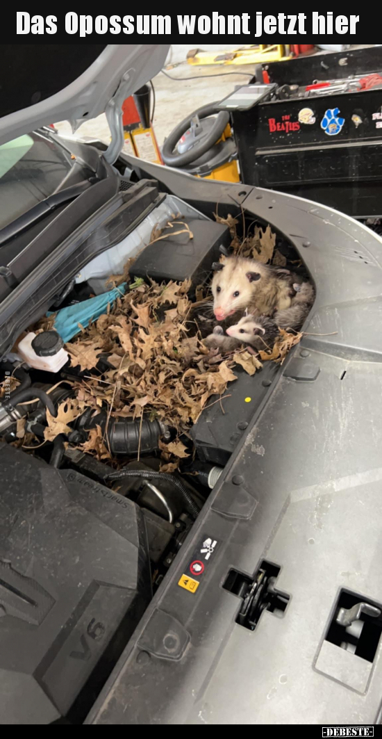 Das Opossum wohnt jetzt hier.. - Lustige Bilder | DEBESTE.de