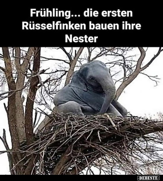 Frühling... die ersten Rüsselfinken bauen ihre Nester.. - Lustige Bilder | DEBESTE.de