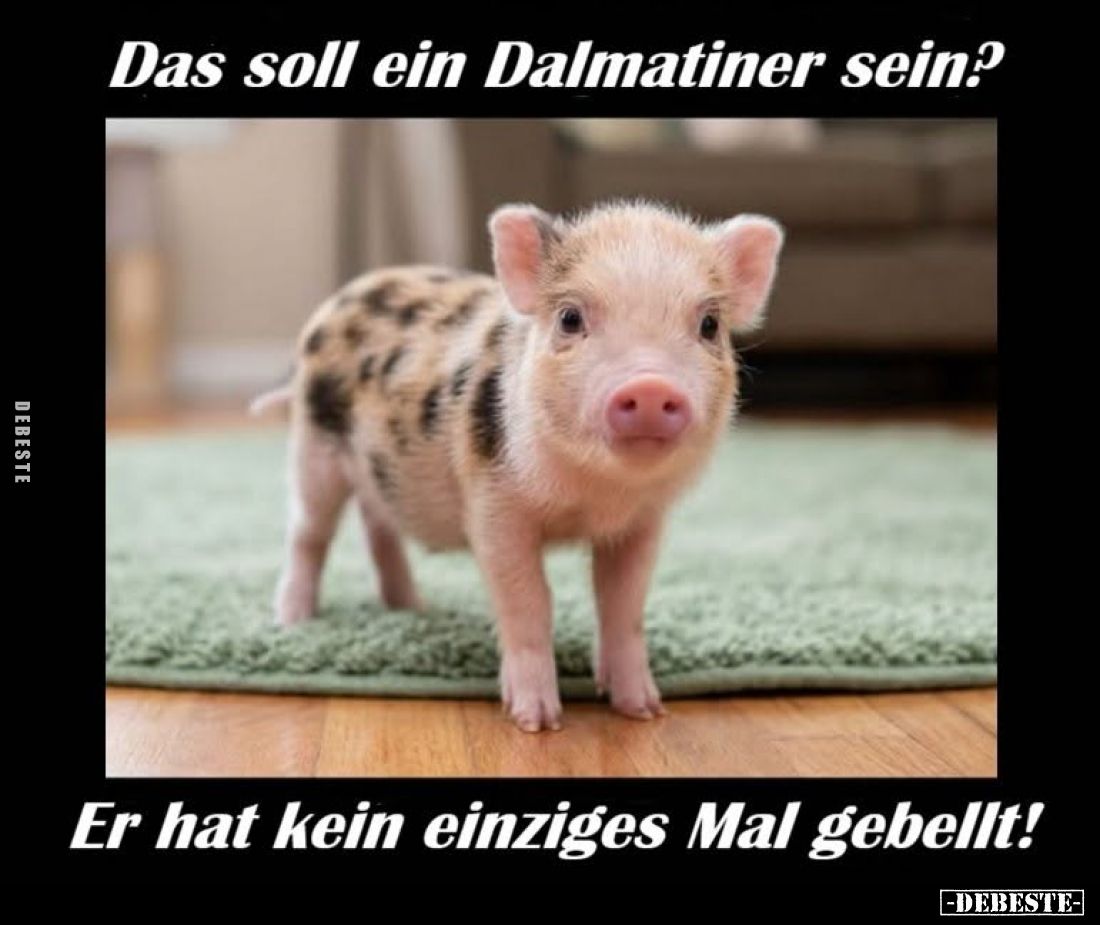 Das soll ein Dalmatiner sein?
Er hat kein einziges Mal gebellt!