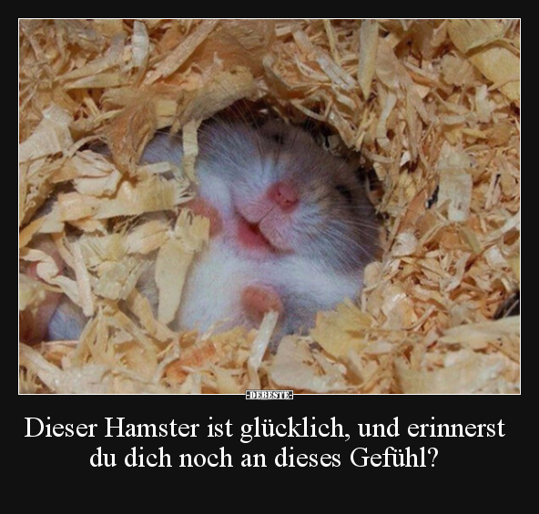 Dieser Hamster ist glücklich, und erinnerst du dich noch.. - Lustige Bilder | DEBESTE.de