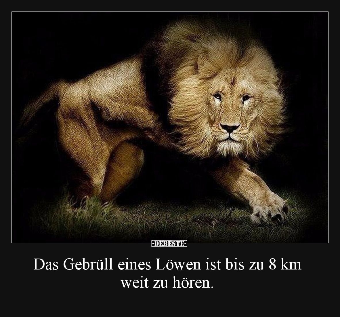 Das Gebrüll eines Löwen ist bis zu 8 km weit zu hören... - Lustige Bilder | DEBESTE.de