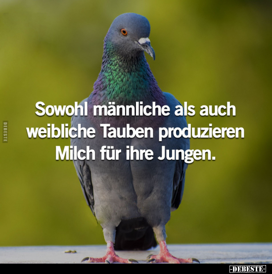 Sowohl männliche als auch weibliche Tauben produzieren Milch.. - Lustige Bilder | DEBESTE.de