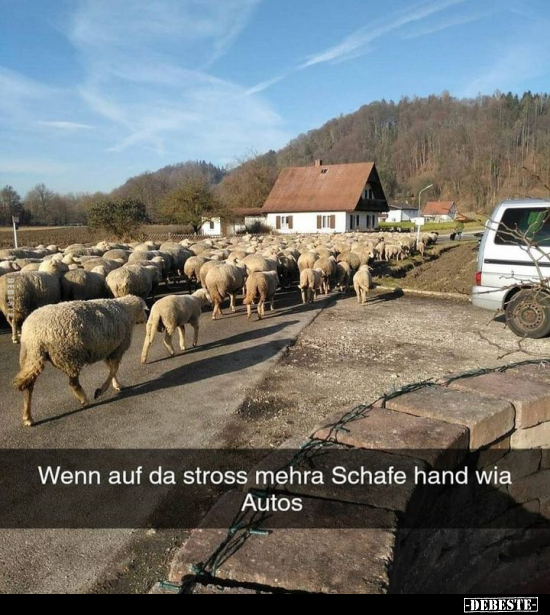 Wenn auf da stross mehra Schafe hand wia Autos.. - Lustige Bilder | DEBESTE.de