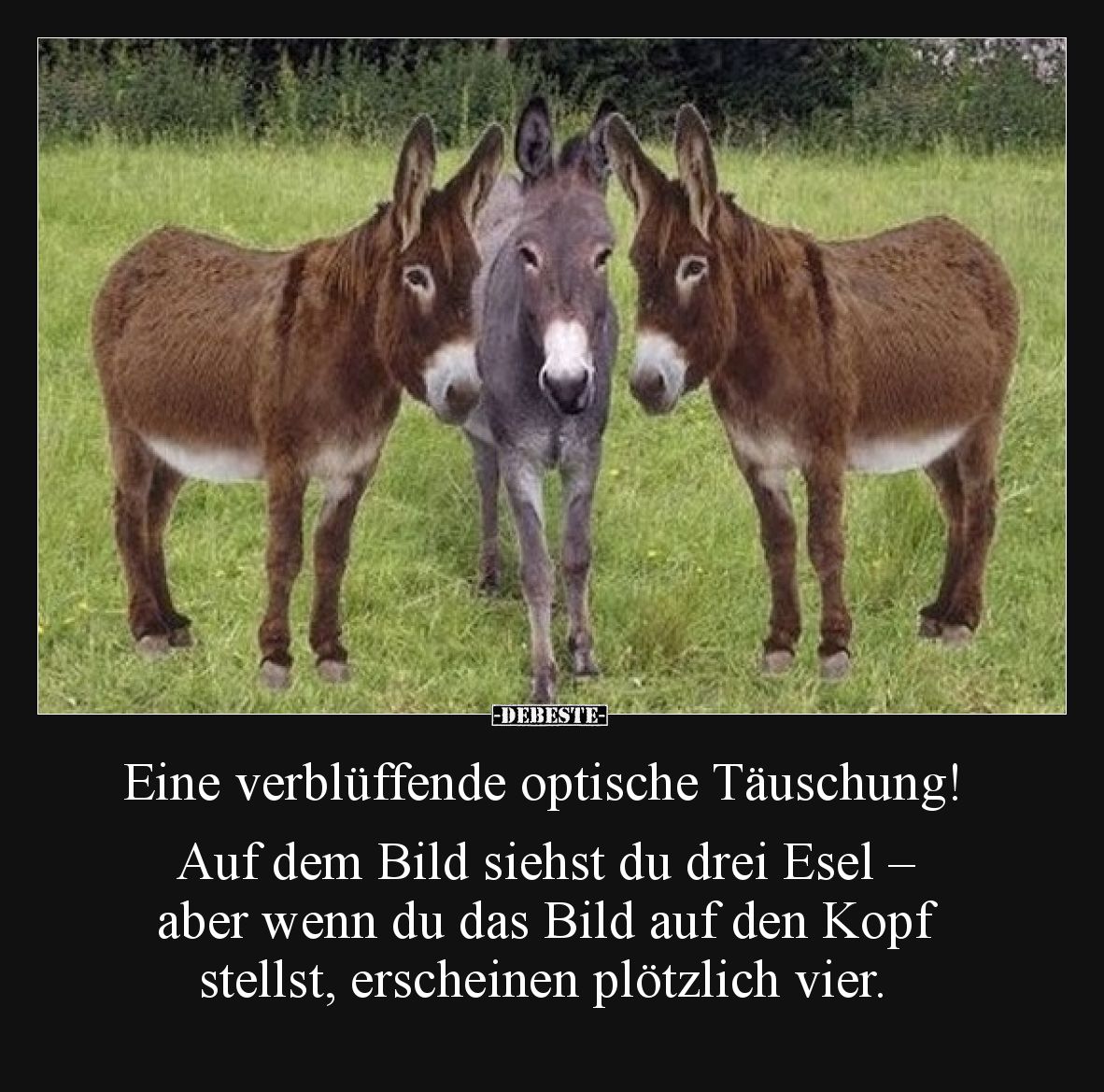 Eine verblüffende optische Täuschung!  Auf dem Bild siehst du drei Esel – aber wenn du das Bild auf den Kopf stellst, erschei...