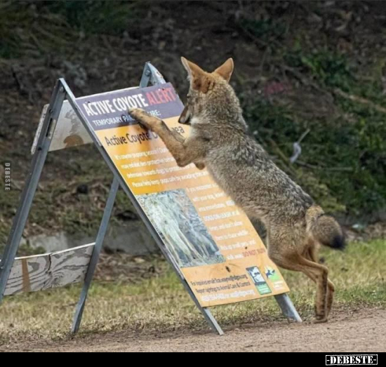  - Lustige Bilder | DEBESTE.de