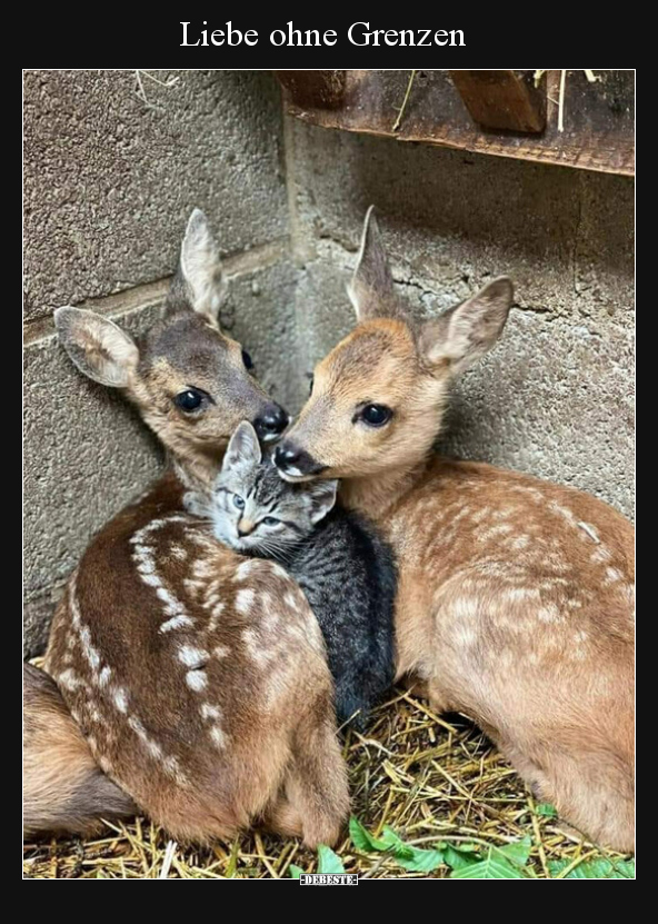 Liebe ohne Grenzen.. - Lustige Bilder | DEBESTE.de